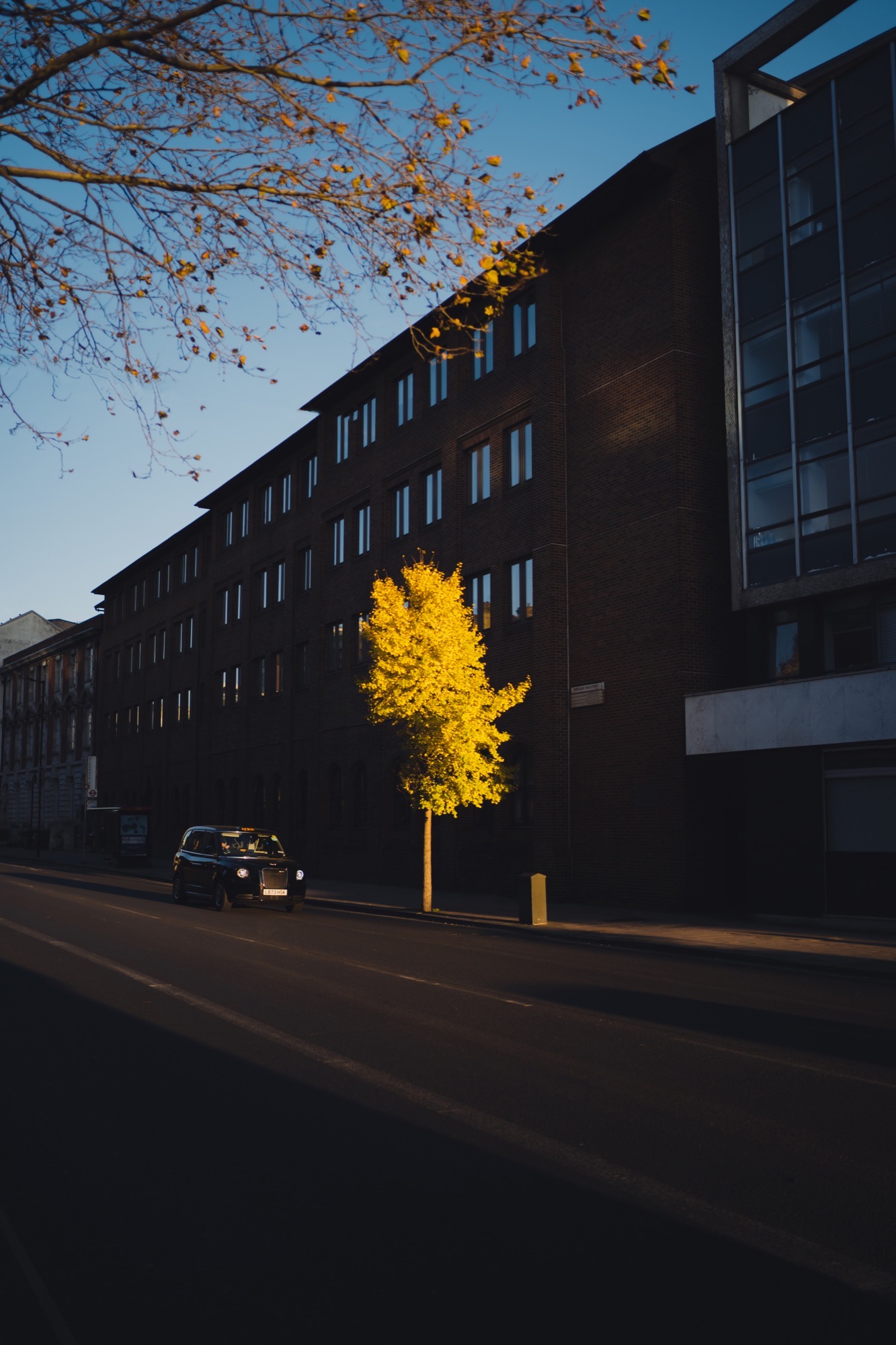 Cityscape photography - autumn yellow tree with taxi