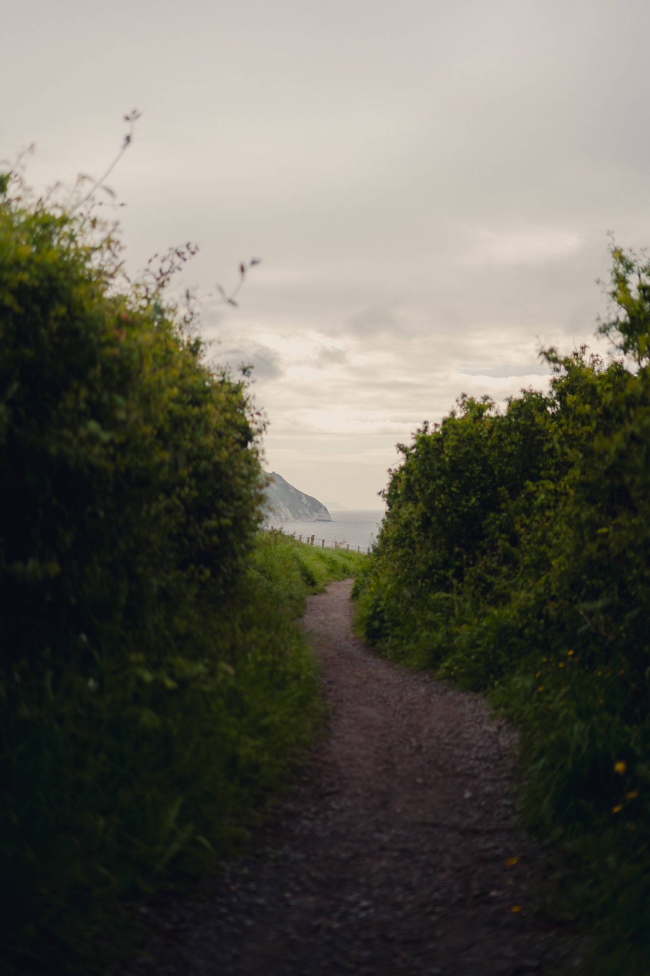 Landscape photography - coastal path hedgerow