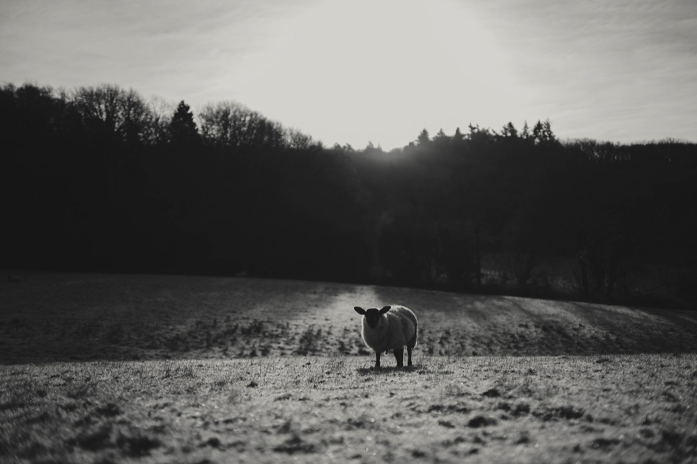 Landscape photography - sheep in field