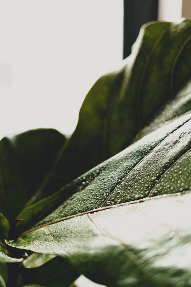 Landscape photography - plant leaves